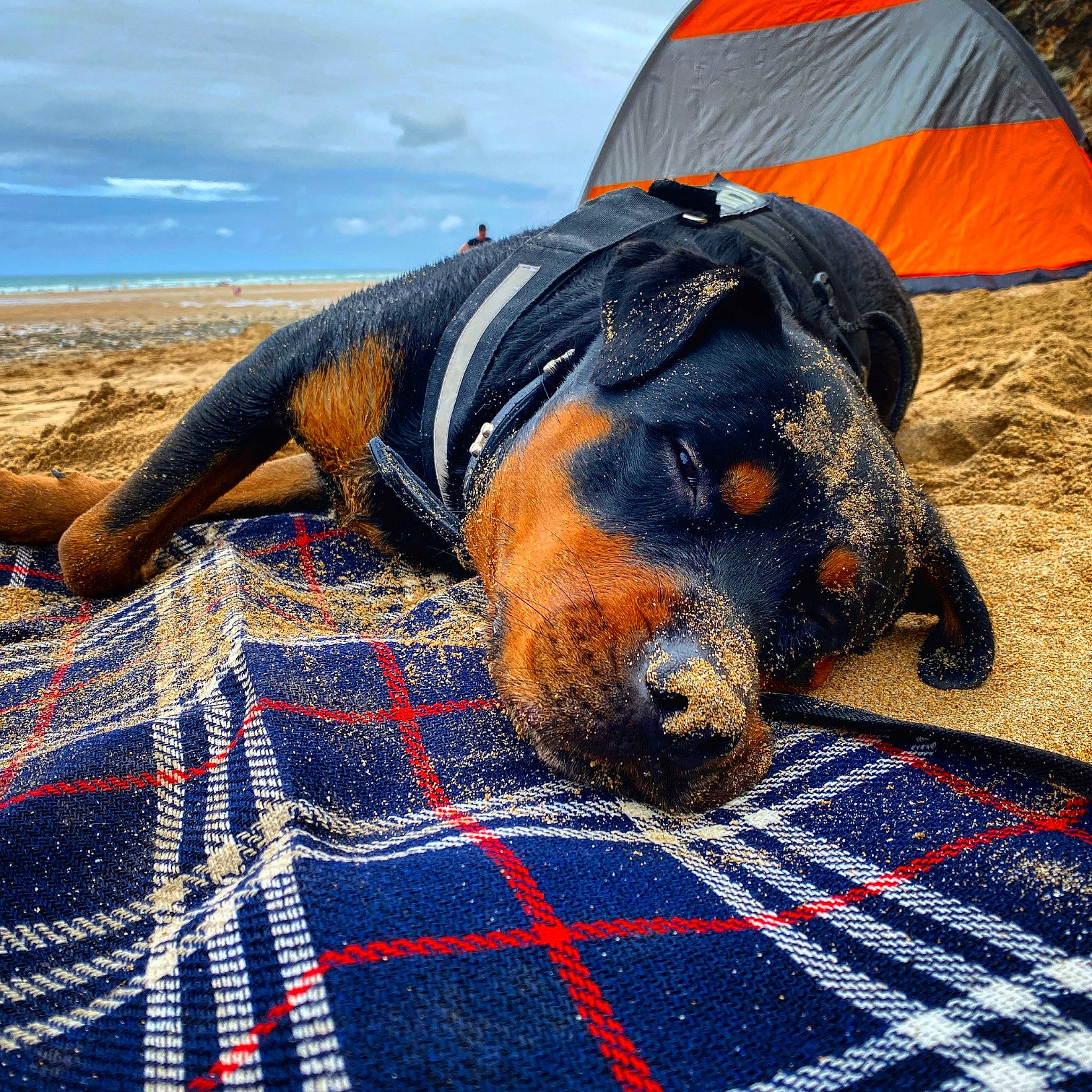 Drogo is registered to the contest to win money with this photo: canidae, carnivore, design, dog, dog_breed, fawn, pattern, plaid, rottweiler, sand, snout, tartan, textile