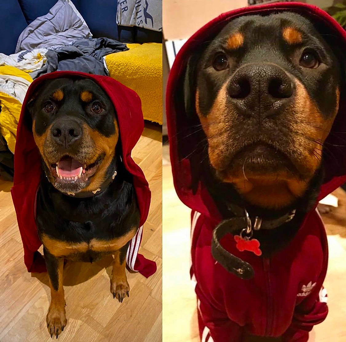 Drogo joined the competition — help win amazing prizes! canidae, carnivore, companion_dog, costume, dog, dog_breed, guard_dog, mammal, molosser, rottweiler, snout, sporting_group, working_dog
