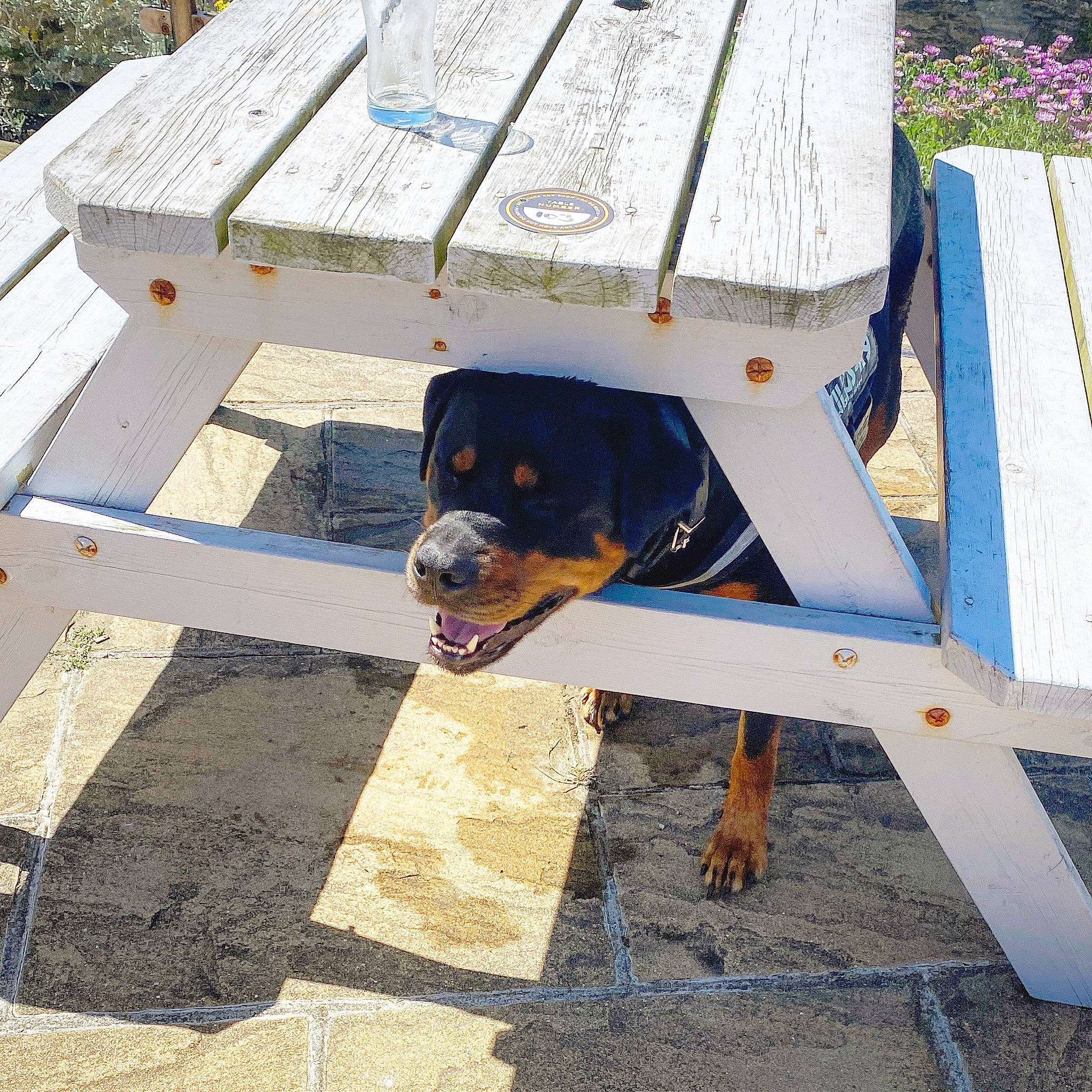 Drogo joined the competition — help win amazing prizes! canidae, carnivore, dog, dog_breed, rottweiler, sporting_group, working_dog