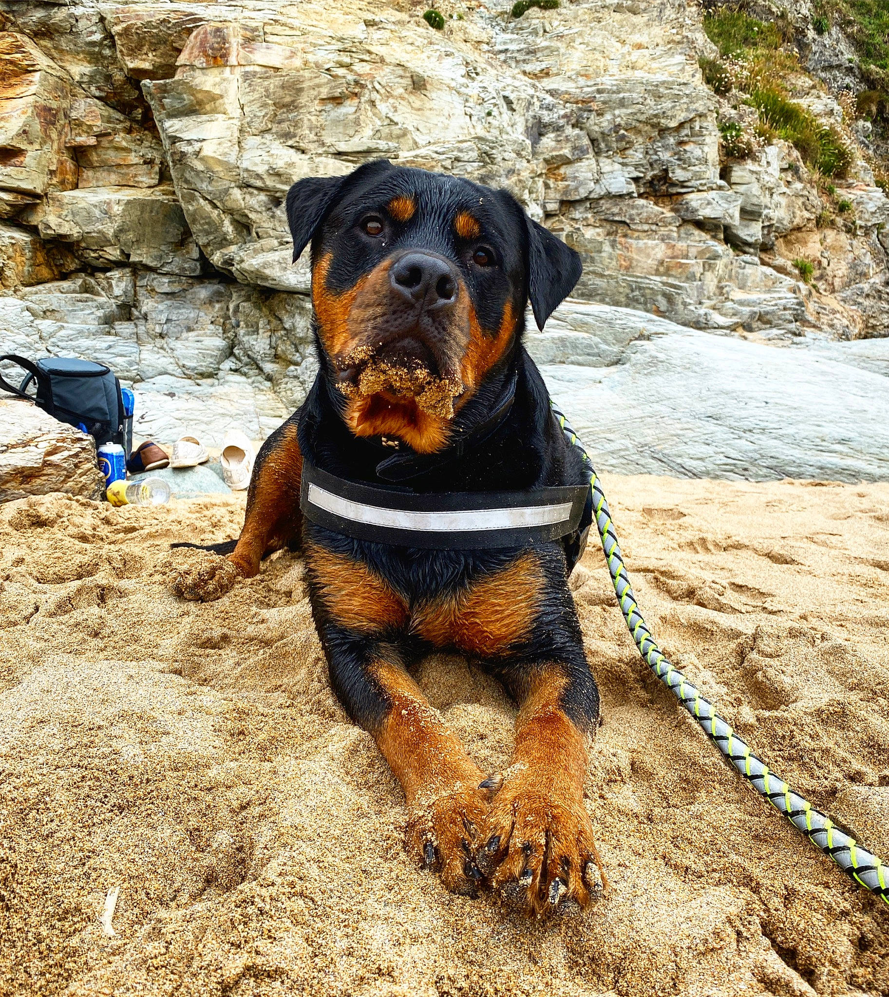 Drogo is registered to the contest to win money with this photo: adventure, austrian_black_and_tan_hound, canidae, carnivore, dog, dog_breed, fawn, huntaway, hunting_dog, mammal, rare_breed_dog, rottweiler, snout, sporting_group, vertebrate, working_dog