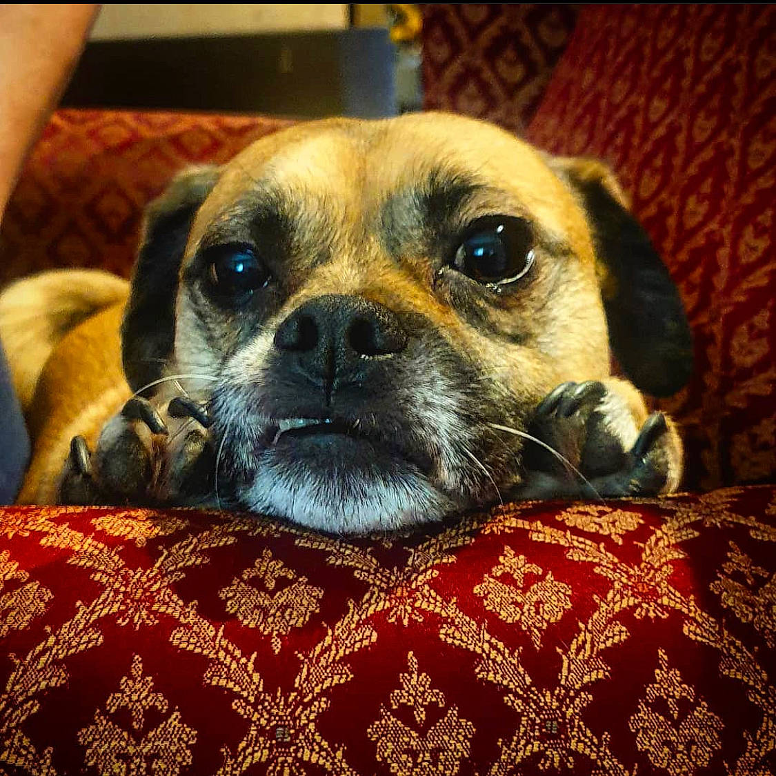 Alfie is registered to the contest to win money with this photo: canidae, carnivore, companion_dog, dog, dog_breed, eye, fawn, mammal, pug, puggle, puppy, puppy_love, snout, sporting_group, vertebrate, whiskers