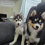 Lilly And Lexy joined the competition — help win amazing prizes! puppy, dog, fluffy, blue_eyes, tongue_out, couch, indoor, living_room, window, blinds, table, curious, sitting, cute, pet, companion, furniture, soft_light, domestic, young