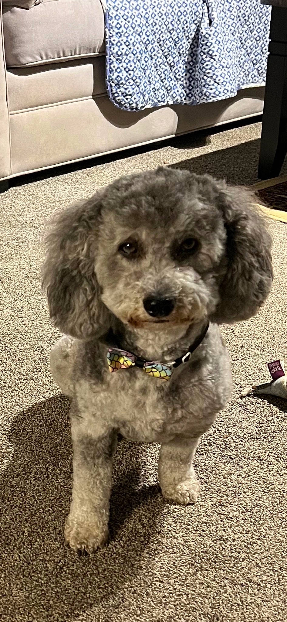 Azul joined the competition — help win amazing prizes! canidae, carnivore, circle, collar, companion_dog, dog, dog_breed, dog_collar, fur, labradoodle, non_sporting_group, pet_supply, poodle, snout, spaniel, sporting_group, terrier, toy_dog, water_dog, working_animal