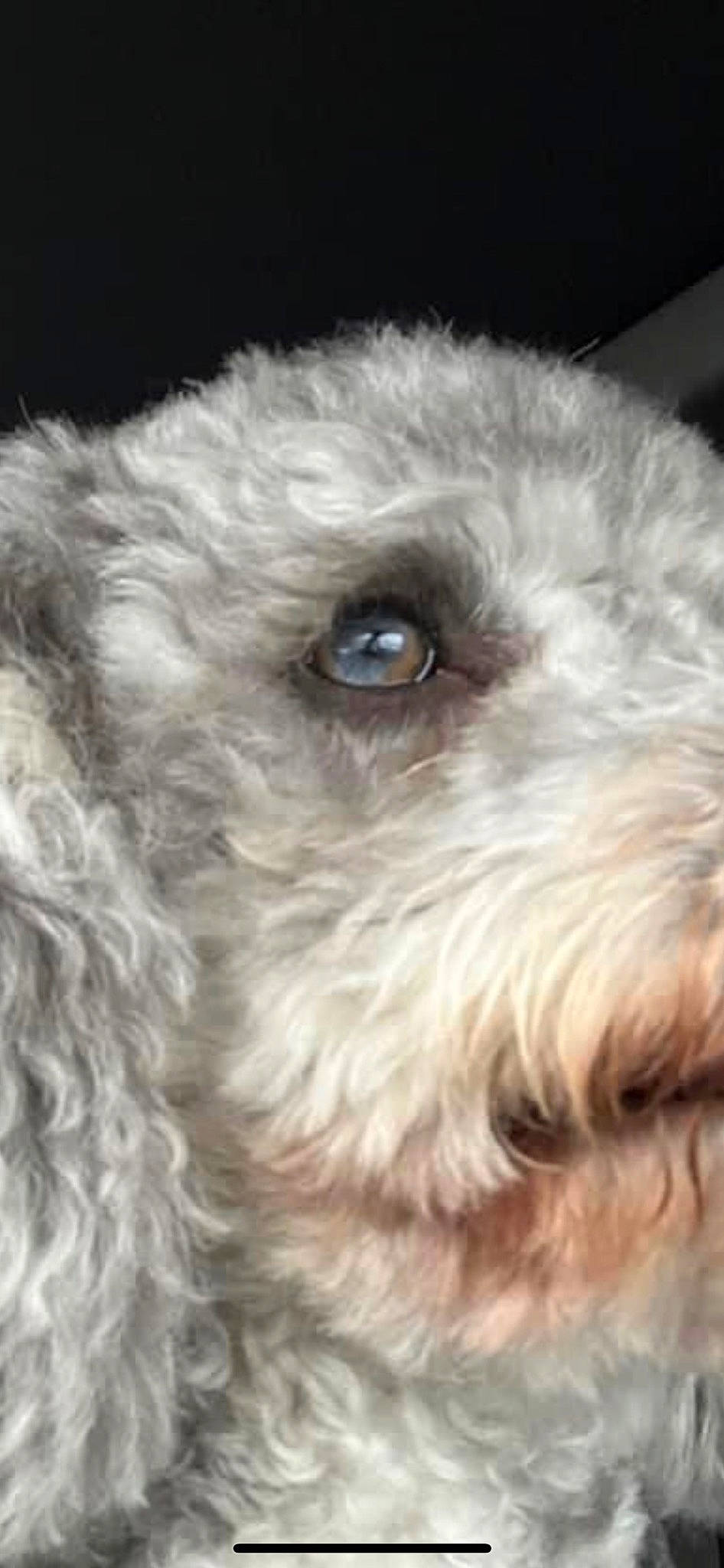 Azul is registered to the contest to win money with this photo: canidae, carnivore, close_up, companion_dog, dog, dog_breed, fur, goldendoodle, labradoodle, maltepoo, poodle_crossbreed, small_terrier, snout, sporting_group, terrestrial_animal, terrier, toy_dog, water_dog, whiskers, working_animal