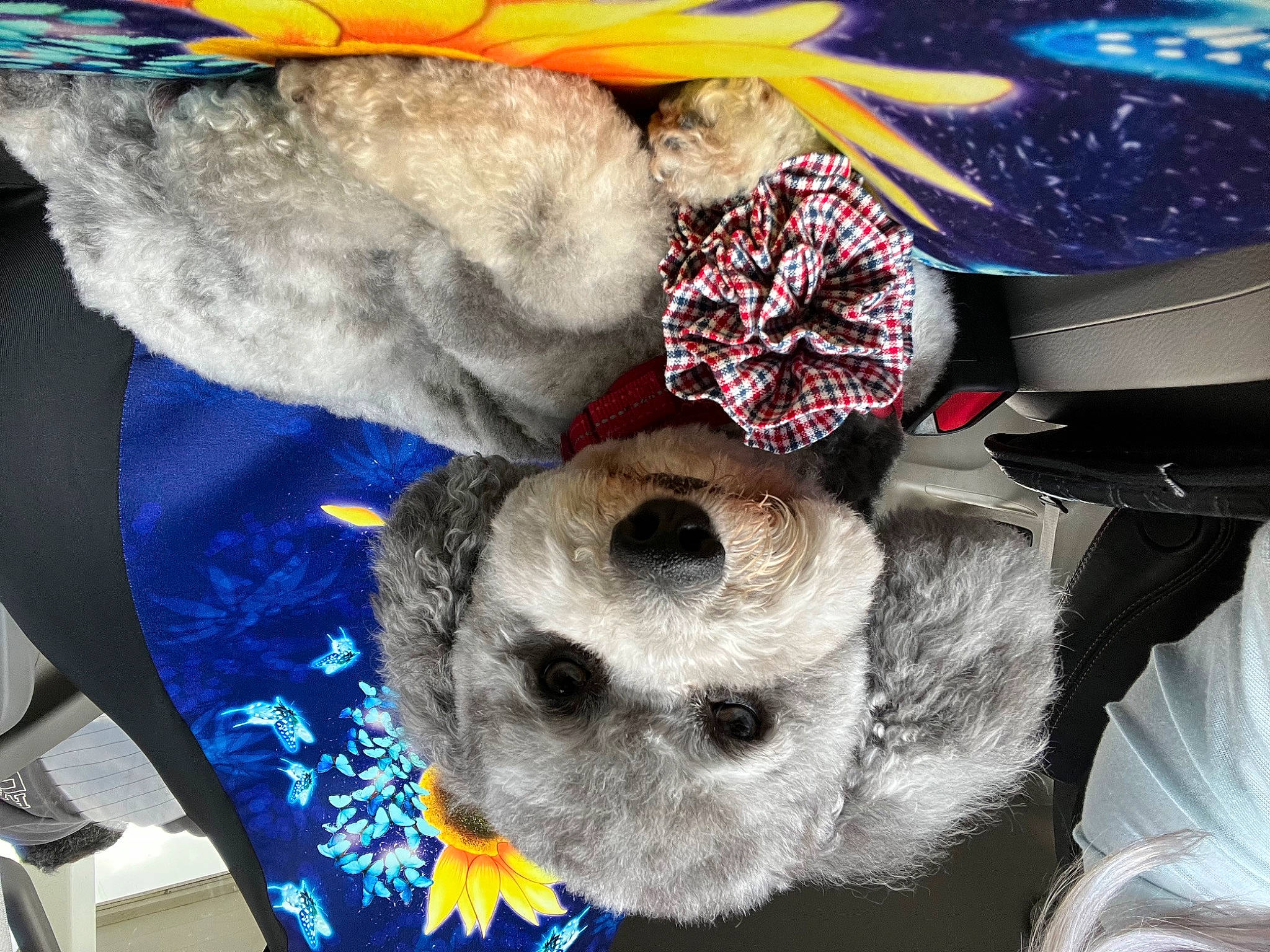 Azul joined the competition — help win amazing prizes! art, blue, cap, carnivore, companion_dog, costume_hat, dog_clothes, electric_blue, fashion_accessory, fawn, fur, hat, headgear, pattern, personal_protective_equipment, plush, stuffed_toy, textile, toy, whiskers