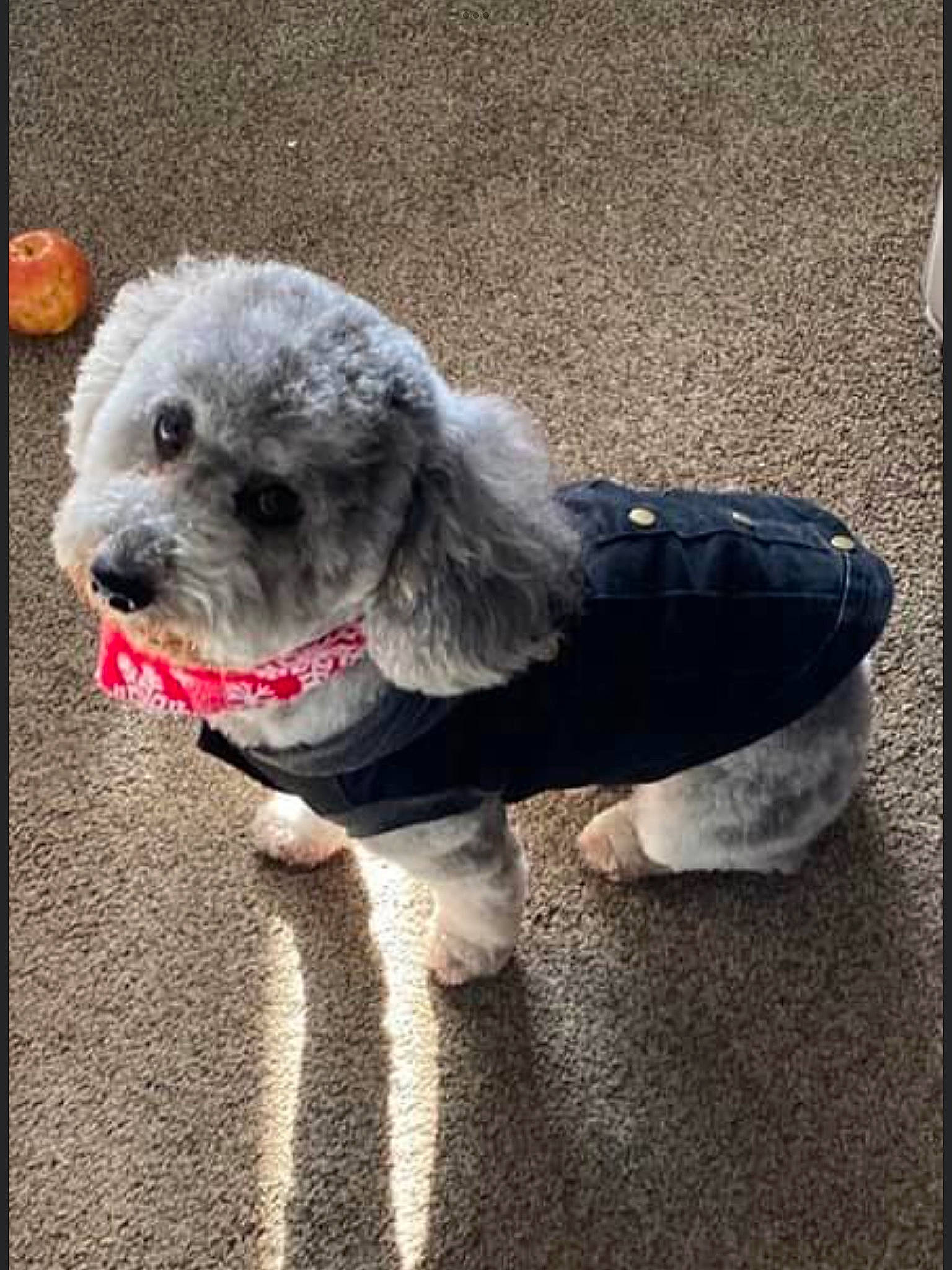 Azul joined the competition — help win amazing prizes! canidae, carnivore, companion_dog, dog, dog_breed, dog_clothes, dog_collar, dog_supply, fur, goldendoodle, labradoodle, poodle, puppy_love, road_surface, small_terrier, snout, sporting_group, terrier, toy_dog, water_dog