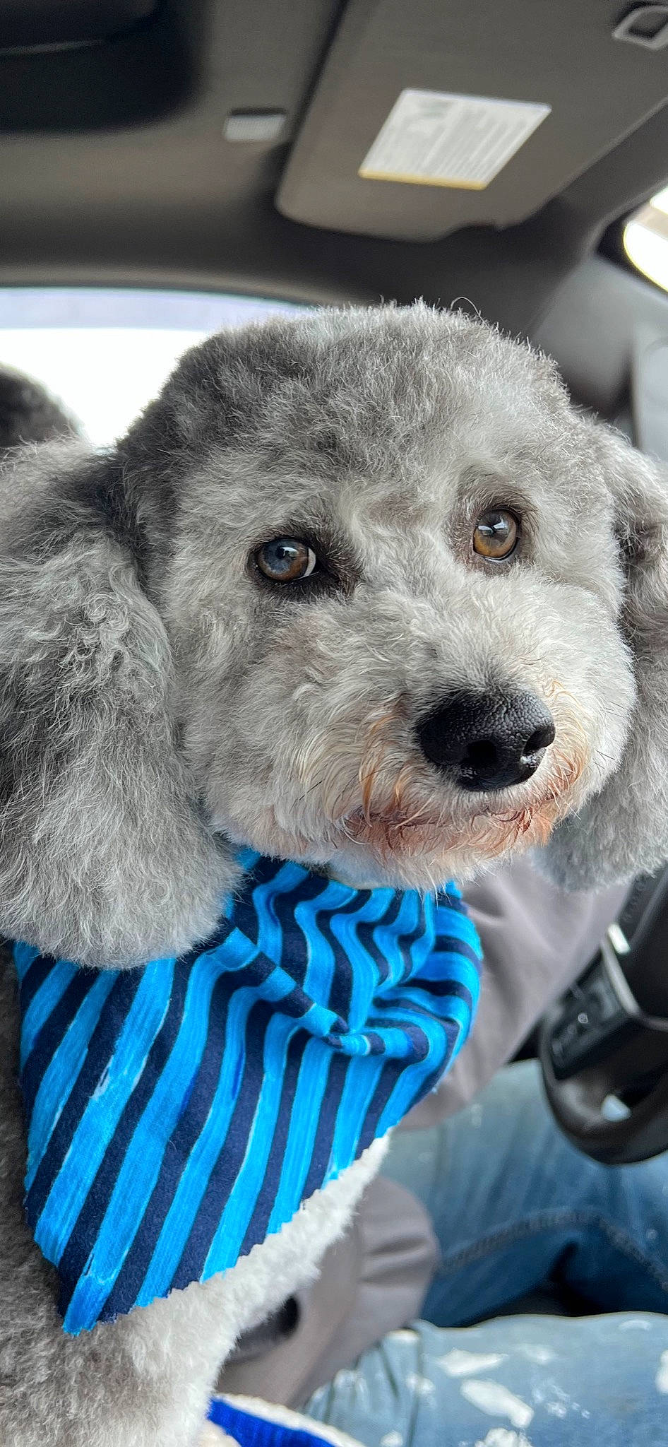 Azul is registered to the contest to win money with this photo: canidae, carnivore, companion_dog, dog, dog_breed, dog_clothes, dog_supply, fur, pattern, plush, puppy, small_terrier, snout, sporting_group, stuffed_toy, teddy_bear, terrestrial_animal, terrier, toy, toy_dog