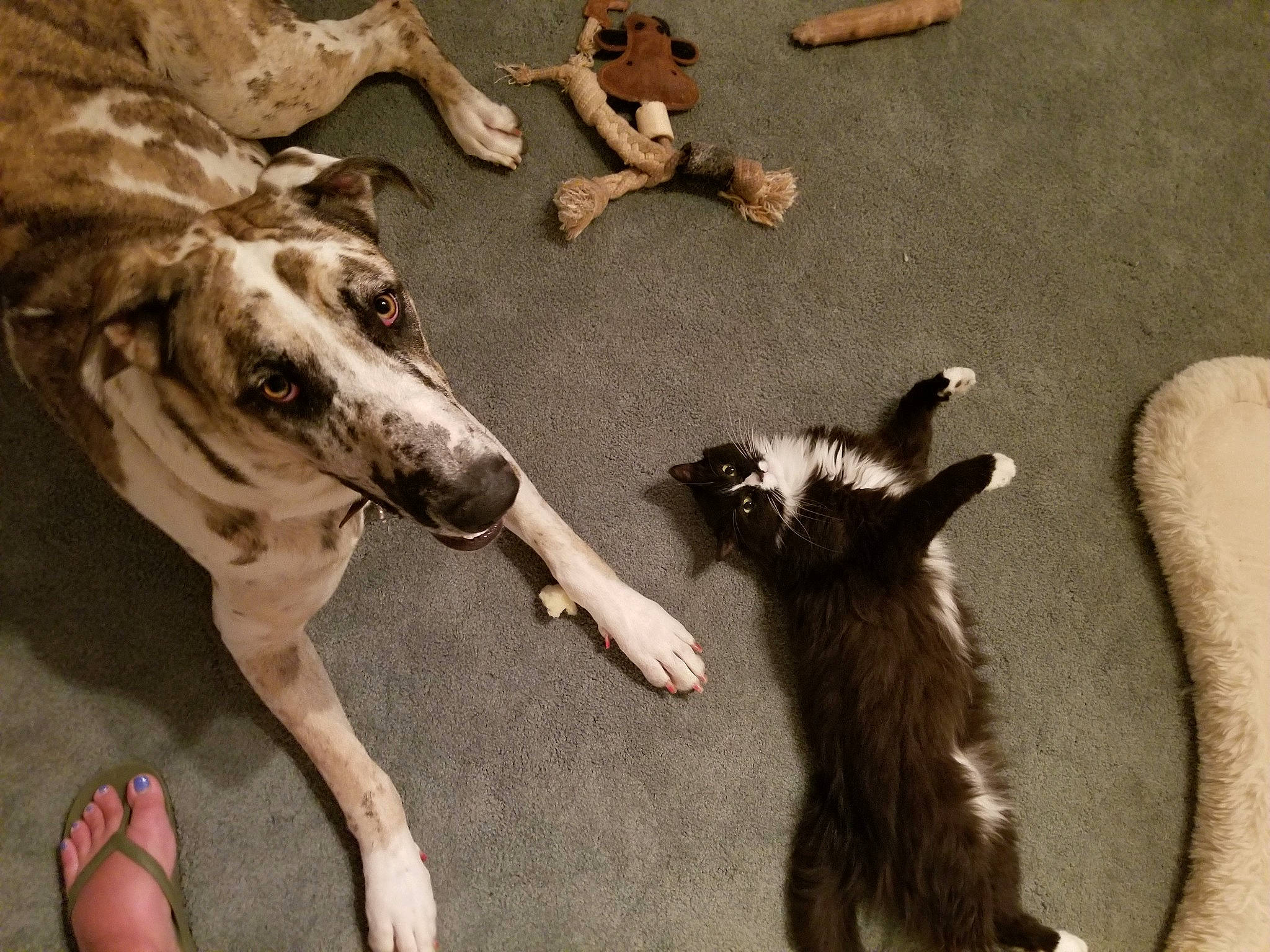 Cleo joined the competition — help win amazing prizes! canidae, carnivore, companion_dog, dog, dog_breed, fawn, fur, gesture, guard_dog, magyar_agar, paw, rampur_greyhound, sighthound, snout, sporting_group, street_dog, tail, terrestrial_animal, working_animal, working_dog