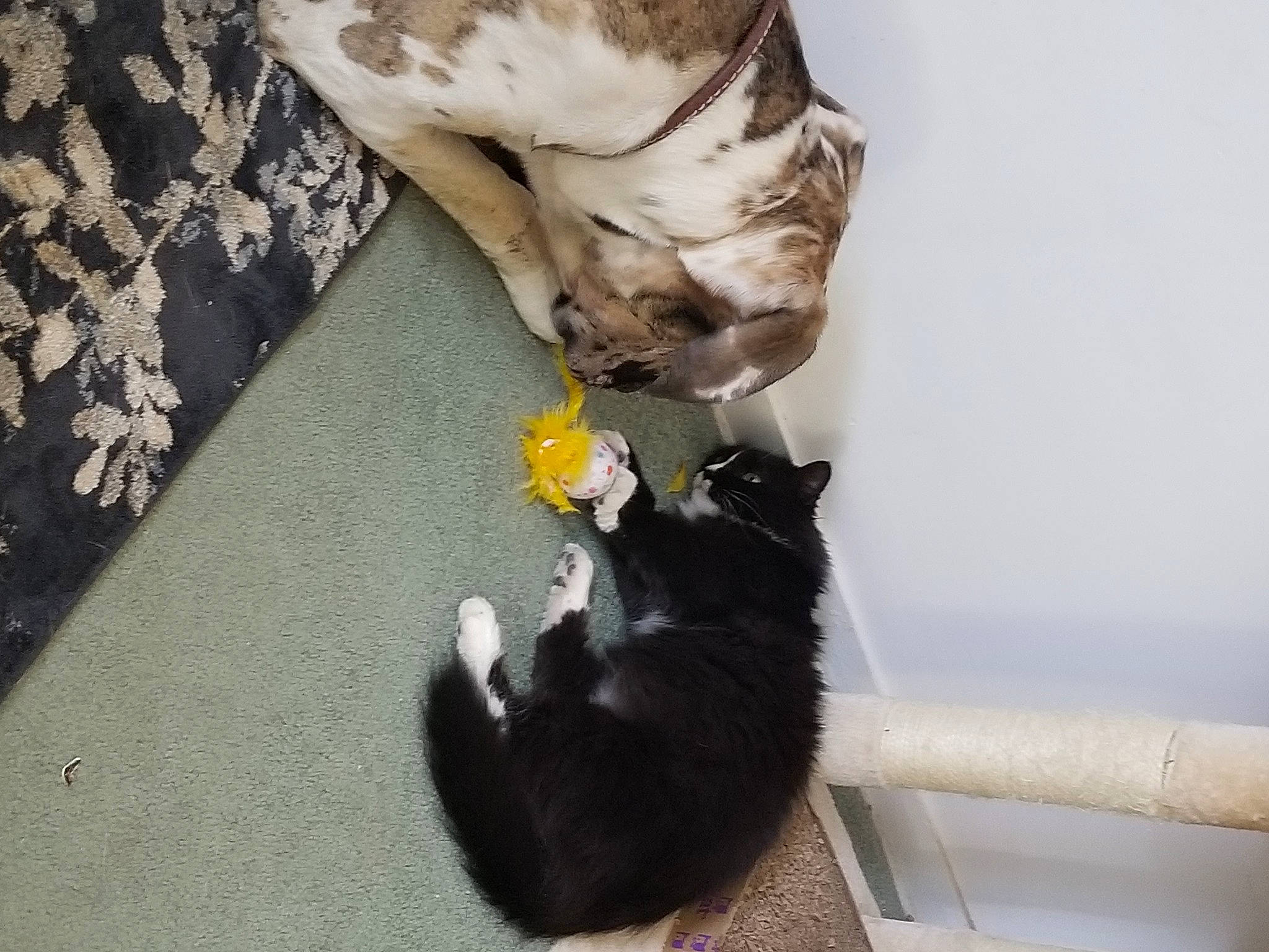 Cleo is registered to the contest to win money with this photo: canidae, carnivore, cat, comfort, companion_dog, dog_breed, domestic_short_haired_cat, felidae, flooring, fur, grey, mammal, paw, room, small_to_medium_sized_cats, sporting_group, tail, vertebrate, whiskers, wood