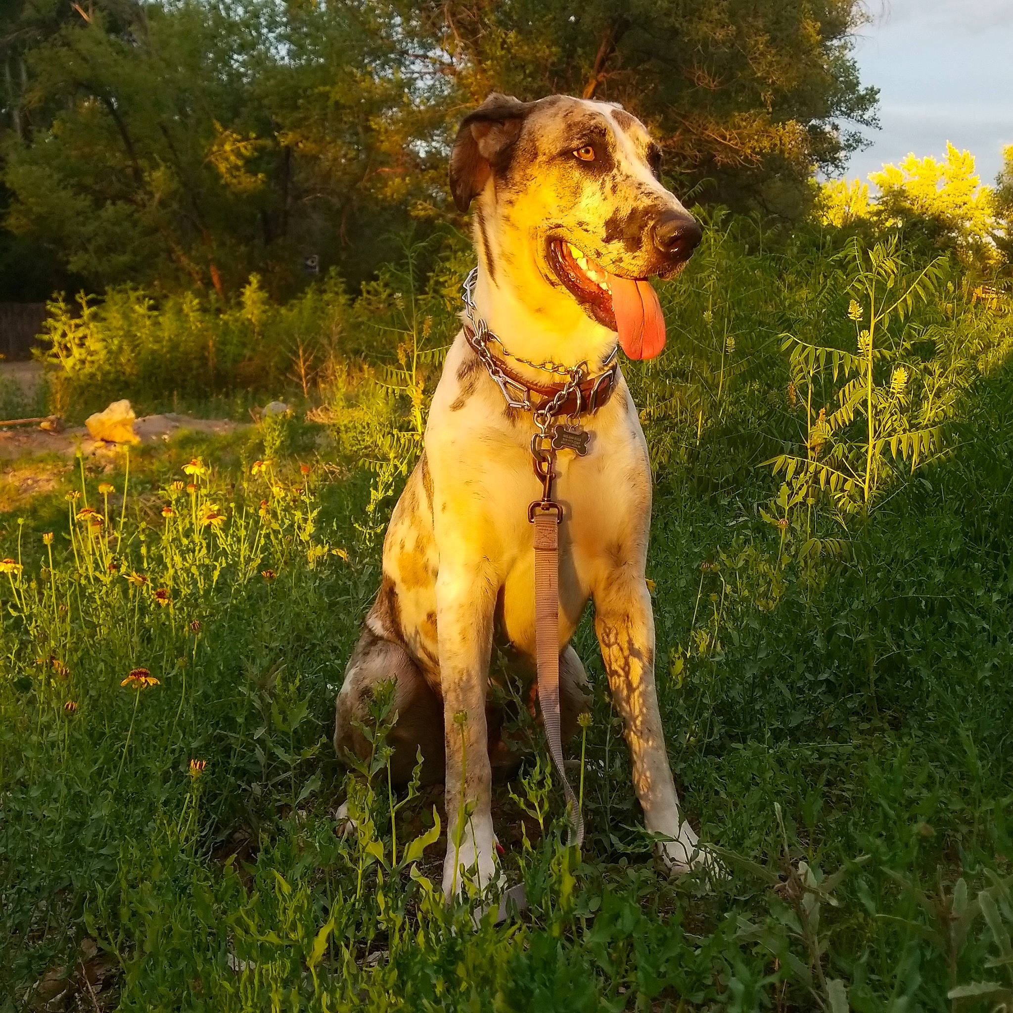Cleo joined the competition — help win amazing prizes! carnivore, companion_dog, dog, dog_breed, fawn, flower, grass, grassland, happy, landscape, meadow, natural_landscape, people_in_nature, plant, prairie, sky, snout, sporting_group, tree, working_animal