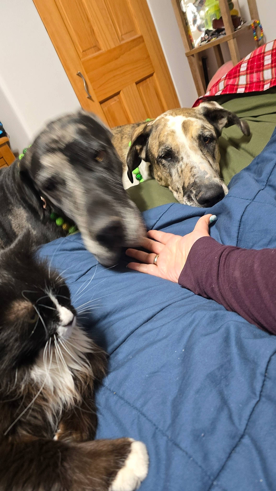 Figaro is registered to the contest to win money with this photo: carnivore, collar, comfort, companion_dog, dog, dog_breed, dog_collar, dog_supply, door, fawn, fur, great_dane, magyar_agar, mammal, rampur_greyhound, sighthound, snout, sporting_group, vertebrate, working_animal