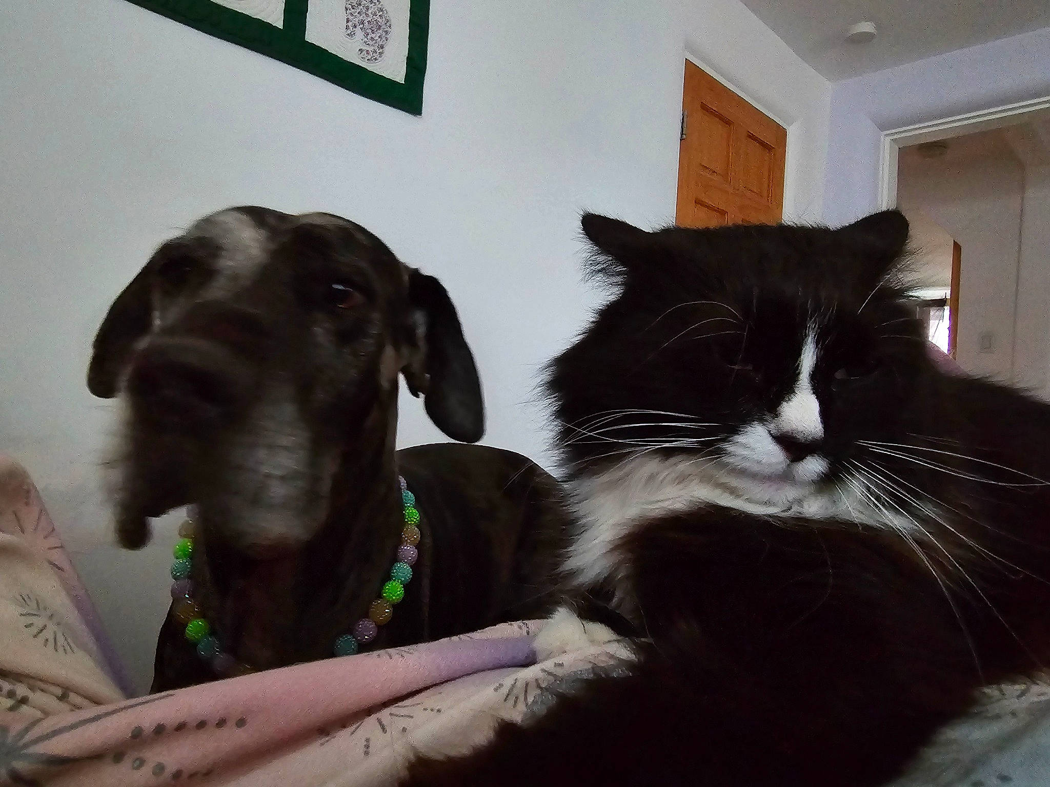 Figaro is registered to the contest to win money with this photo: carnivore, cat, comfort, companion_dog, dog, dog_breed, domestic_short_haired_cat, felidae, fur, paw, pet_supply, picture_frame, sitting, small_to_medium_sized_cats, snout, sporting_group, tail, whiskers, window, working_animal