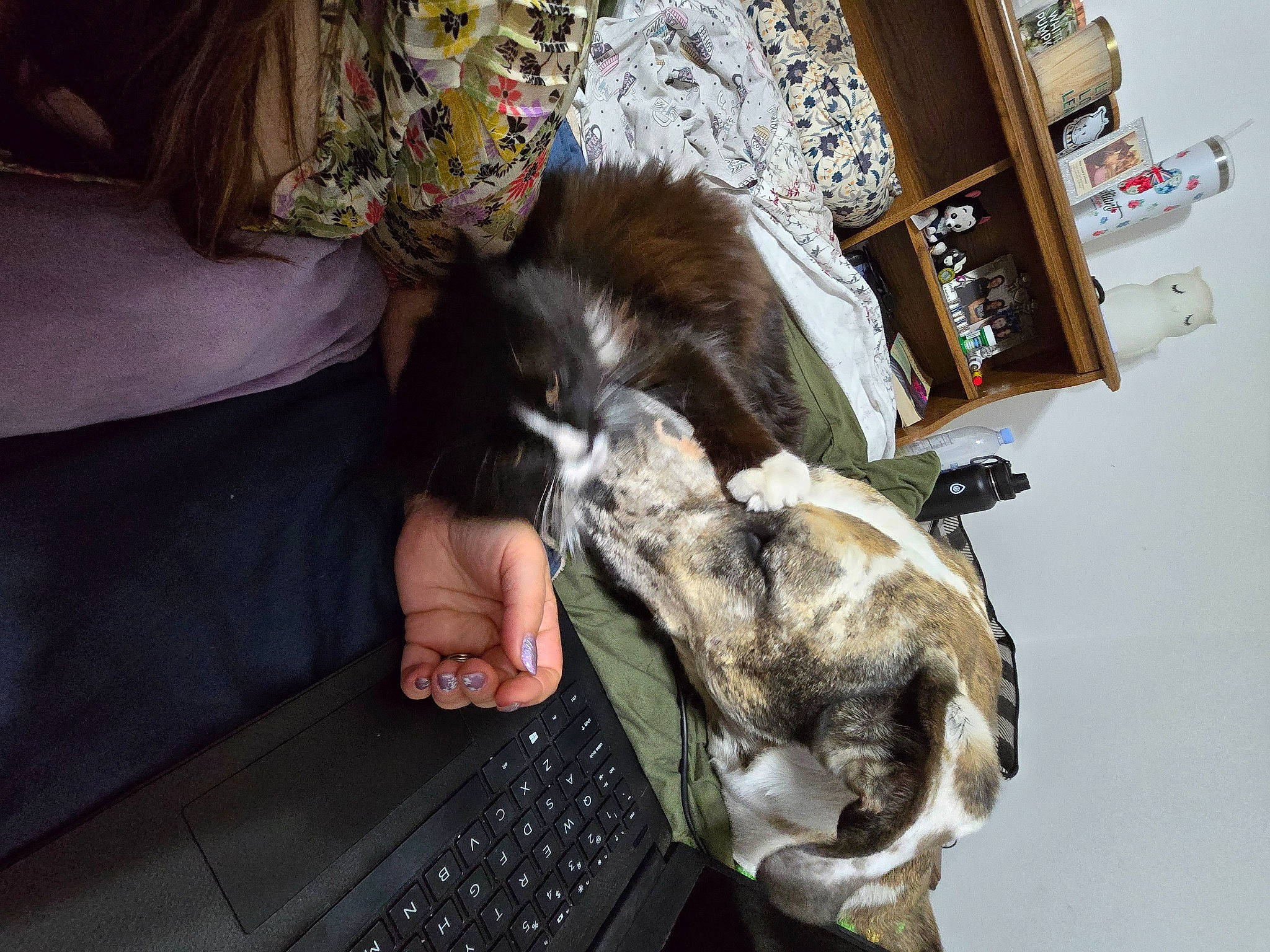 Figaro joined the competition — help win amazing prizes! bookcase, canidae, carnivore, comfort, companion_dog, computer, dog_breed, domestic_short_haired_cat, felidae, fur, input_device, laptop, office_equipment, shelf, small_to_medium_sized_cats, snout, space_bar, sporting_group, whiskers, working_animal