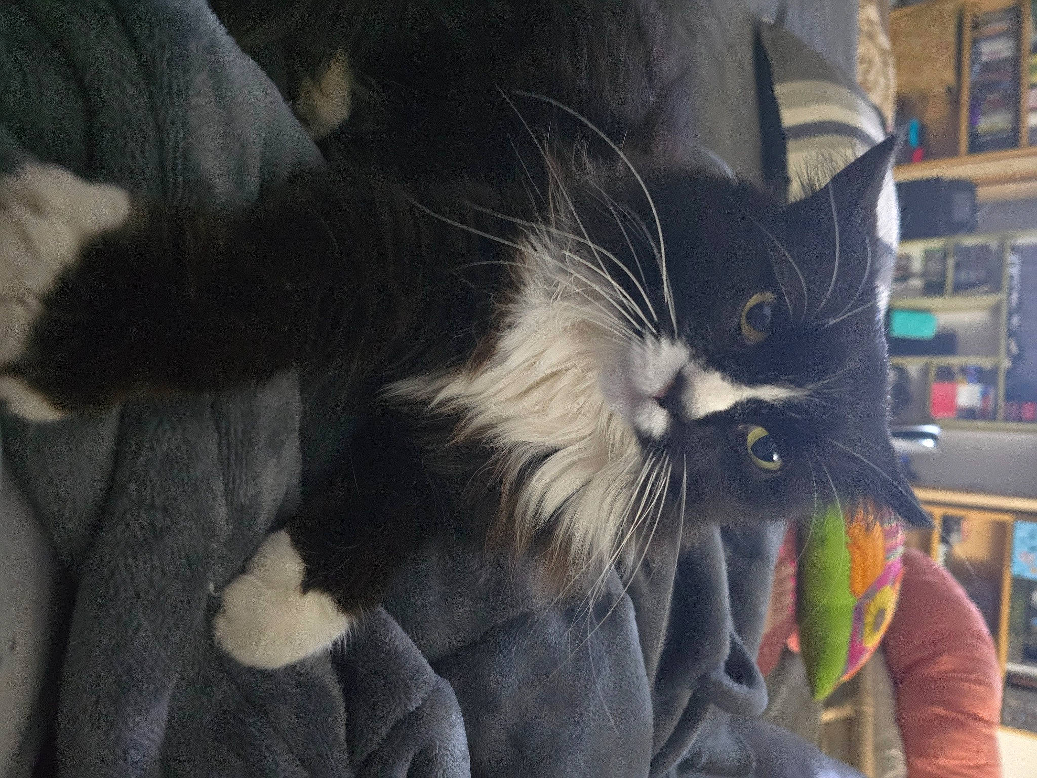 Figaro joined the competition — help win amazing prizes! black_cat, box, cardboard, carnivore, cat, claw, comfort, domestic_short_haired_cat, ear, felidae, fur, gesture, paw, small_to_medium_sized_cats, snout, tail, whiskers