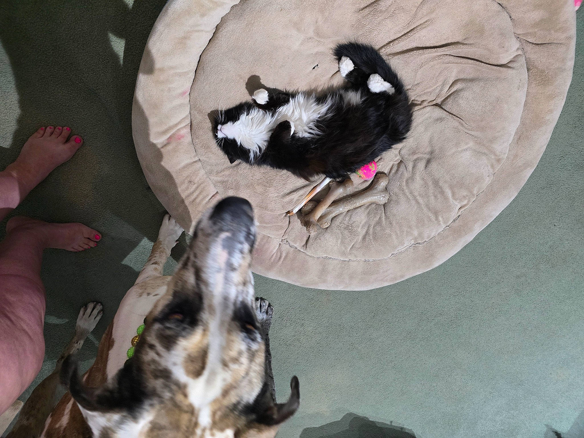 Figaro joined the competition — help win amazing prizes! canidae, carnivore, comfort, companion_dog, dog, dog_breed, dog_supply, feather, felidae, fur, linens, nap, non_sporting_group, paw, sporting_group, tail, toy_dog, wing