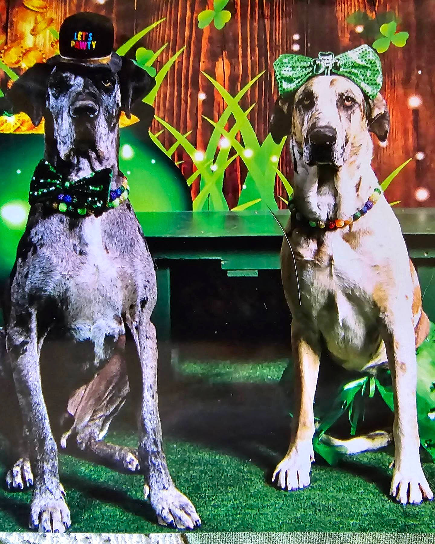 Grimm is registered to the contest to win money with this photo: art, canidae, carnivore, collar, companion_dog, dog, dog_breed, dog_collar, dog_supply, event, fashion_accessory, fawn, fictional_character, grass, green, hat, snout, sporting_group, working_animal, working_dog