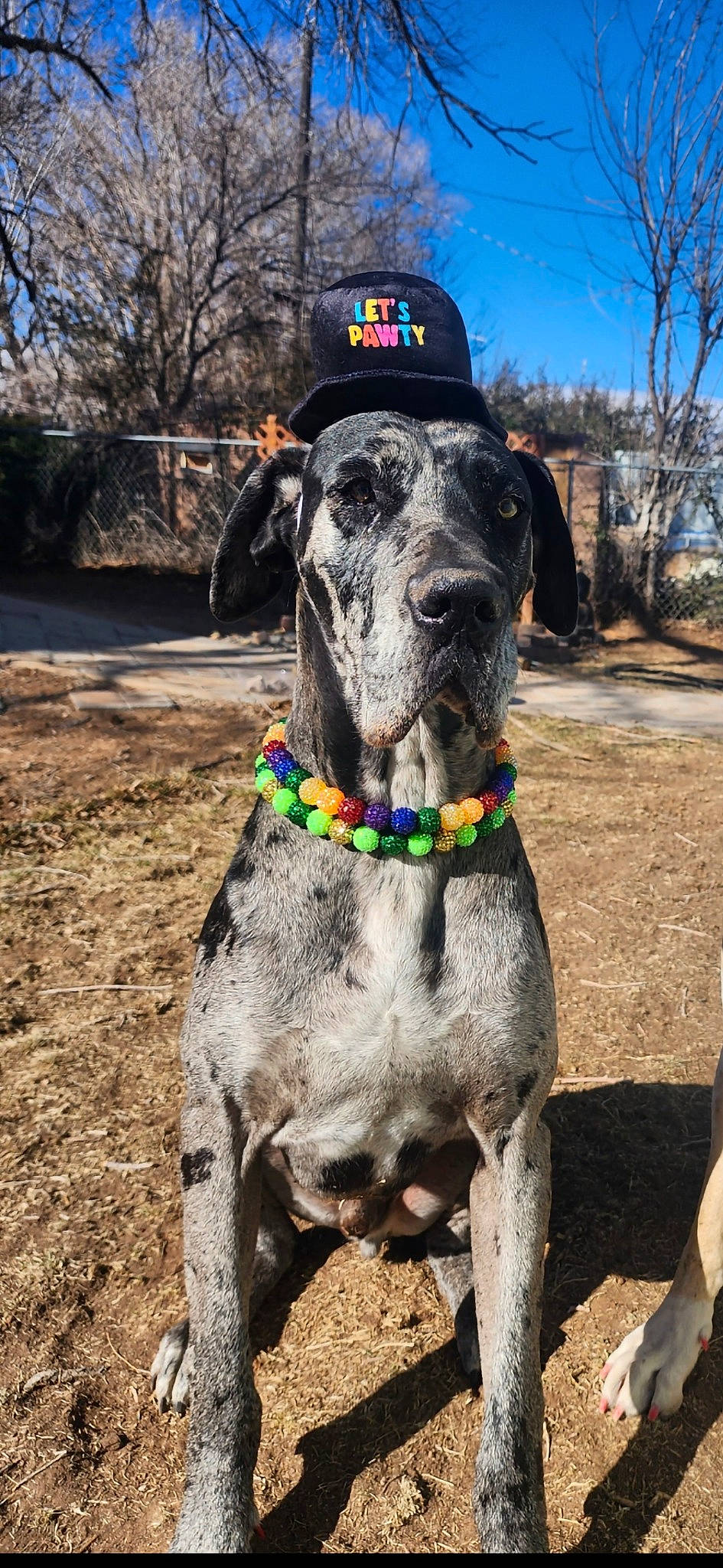 Grimm is registered to the contest to win money with this photo: art, canidae, carnivore, collar, companion_dog, dog, dog_breed, dog_collar, dog_supply, fawn, fur, leash, liver, personal_protective_equipment, pet_supply, sky, snout, sporting_group, tree, working_animal