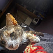 Lilo joined the competition — help win amazing prizes! cat, close_up, indoor, blanket, whiskers, fur, animal, pet, curious, relaxed, soft_lighting, face, ears, eye, paw, cozy, home, furniture, blurred_background, resting