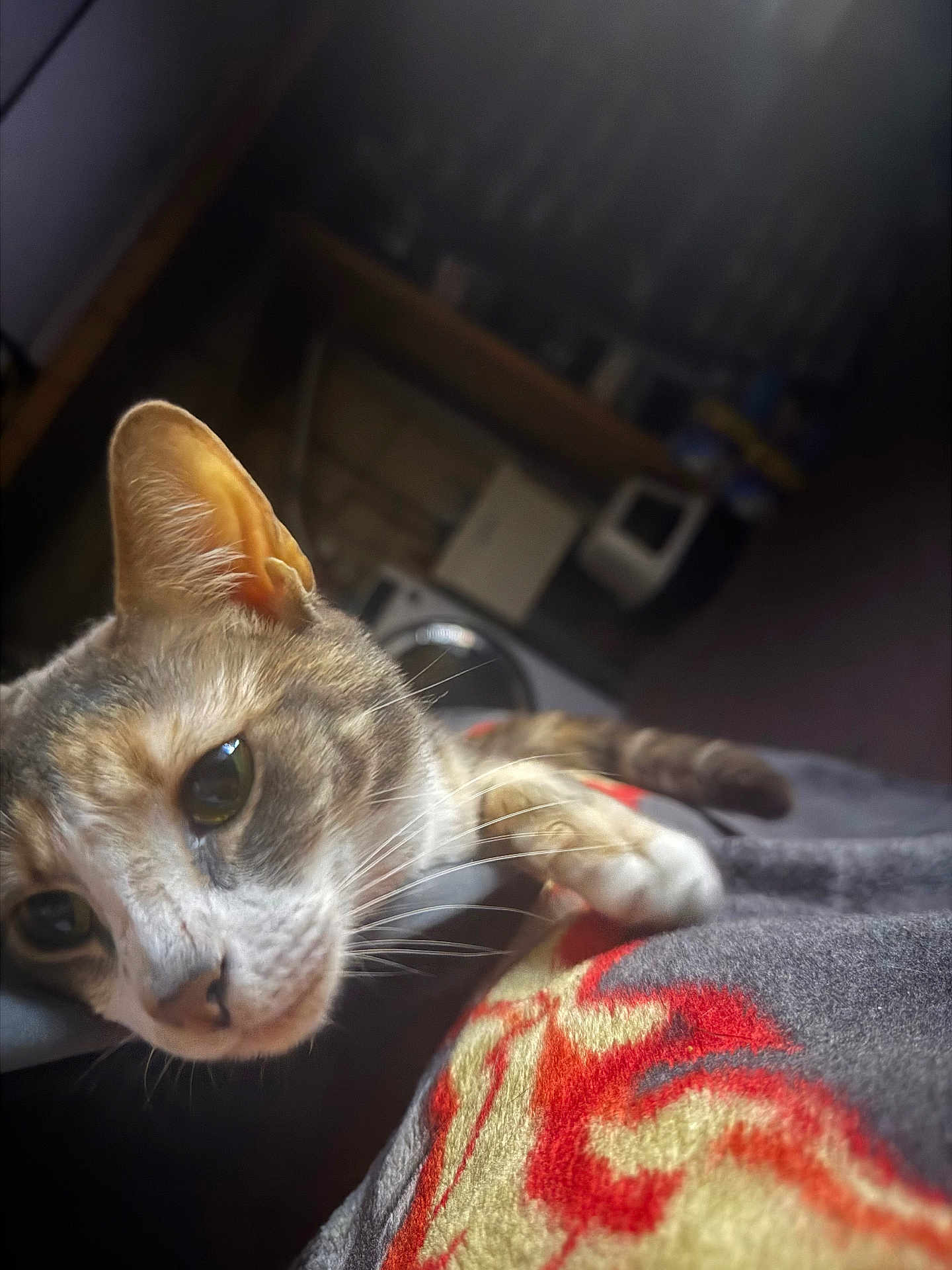Lilo joined the competition — help win amazing prizes! cat, close_up, indoor, blanket, whiskers, fur, animal, pet, curious, relaxed, soft_lighting, face, ears, eye, paw, cozy, home, furniture, blurred_background, resting