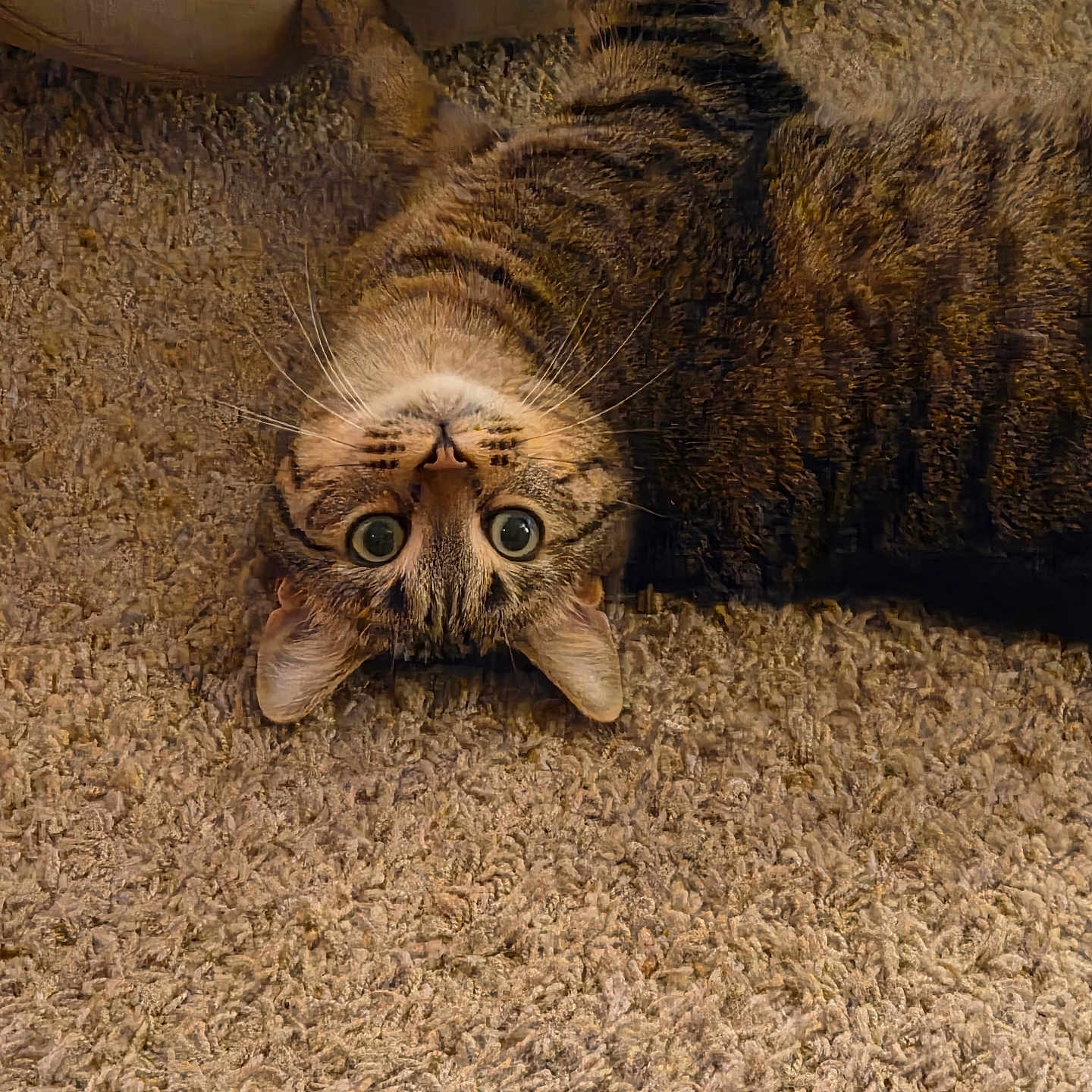 Snuggles joined the competition — help win amazing prizes! cat, tabby_cat, indoor, carpet, upside_down, fur, whiskers, wide_eyes, curious, pet, animal, cute, lying_down, striped, cozy, mammal, relaxed, playful, home, feline