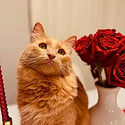 Jasmine joined the competition — help win amazing prizes! cat, orange_cat, fluffy, rose, red_rose, vase, candle, indoor, pet, curious, feline, closeup, warm_lighting, table, decor, still_life, portrait, animal, domestic_cat, soft_fur