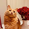 cat, orange_cat, fluffy, rose, red_rose, vase, candle, indoor, pet, curious, feline, closeup, warm_lighting, table, decor, still_life, portrait, animal, domestic_cat, soft_fur