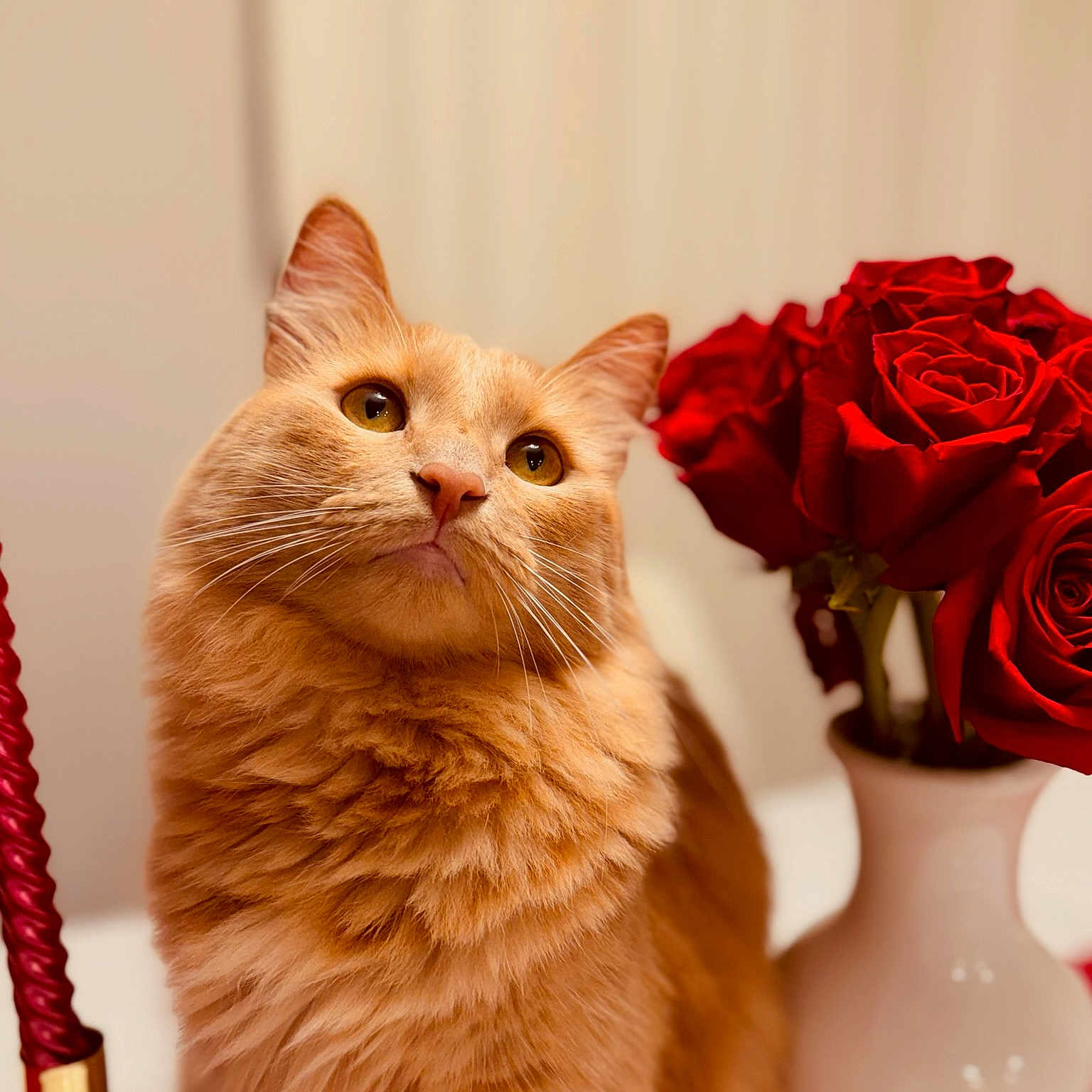 Jasmine joined the competition — help win amazing prizes! cat, orange_cat, fluffy, rose, red_rose, vase, candle, indoor, pet, curious, feline, closeup, warm_lighting, table, decor, still_life, portrait, animal, domestic_cat, soft_fur
