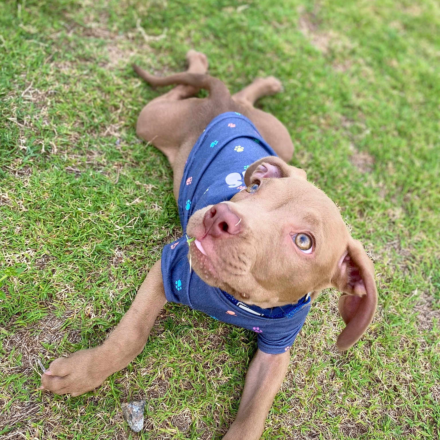 Echo joined the competition — help win amazing prizes! carnivore, dog, dog_breed, electric_blue, fawn, fun, grass, grass_family, grassland, groundcover, happy, lawn, leisure, meadow, people_in_nature, plant, recreation, snout, terrestrial_animal, working_animal