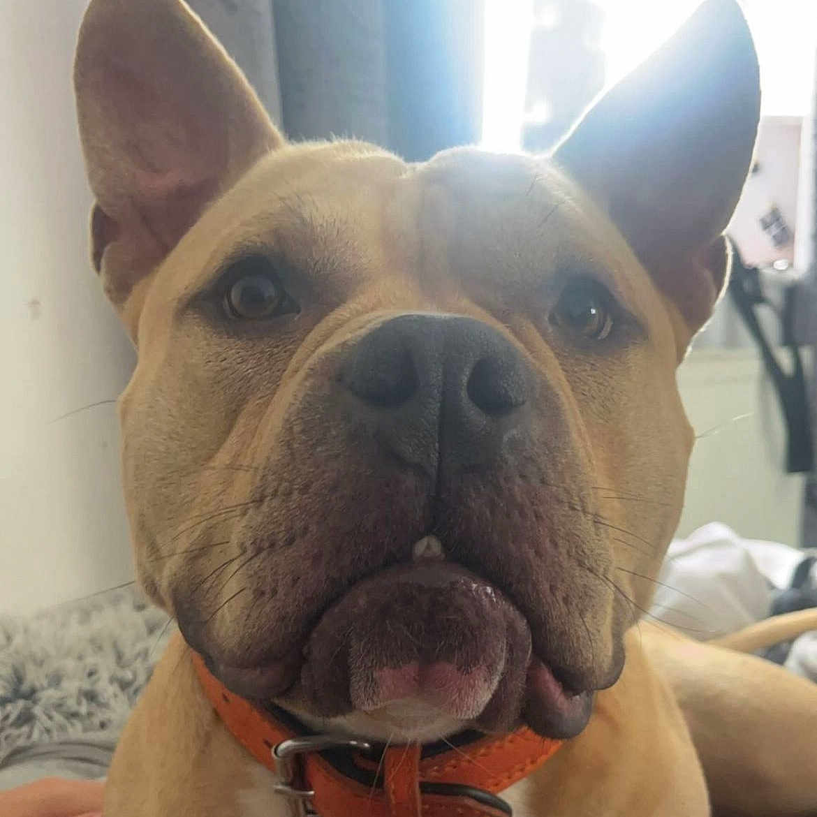 Simba is registered to the contest to win money with this photo: animal, background, bed, blanket, brown, canine, close_up, collar, curious, dog, ears, face, fur, human_hand, indoor, nose, pet, soft_light, tongue, whiskers