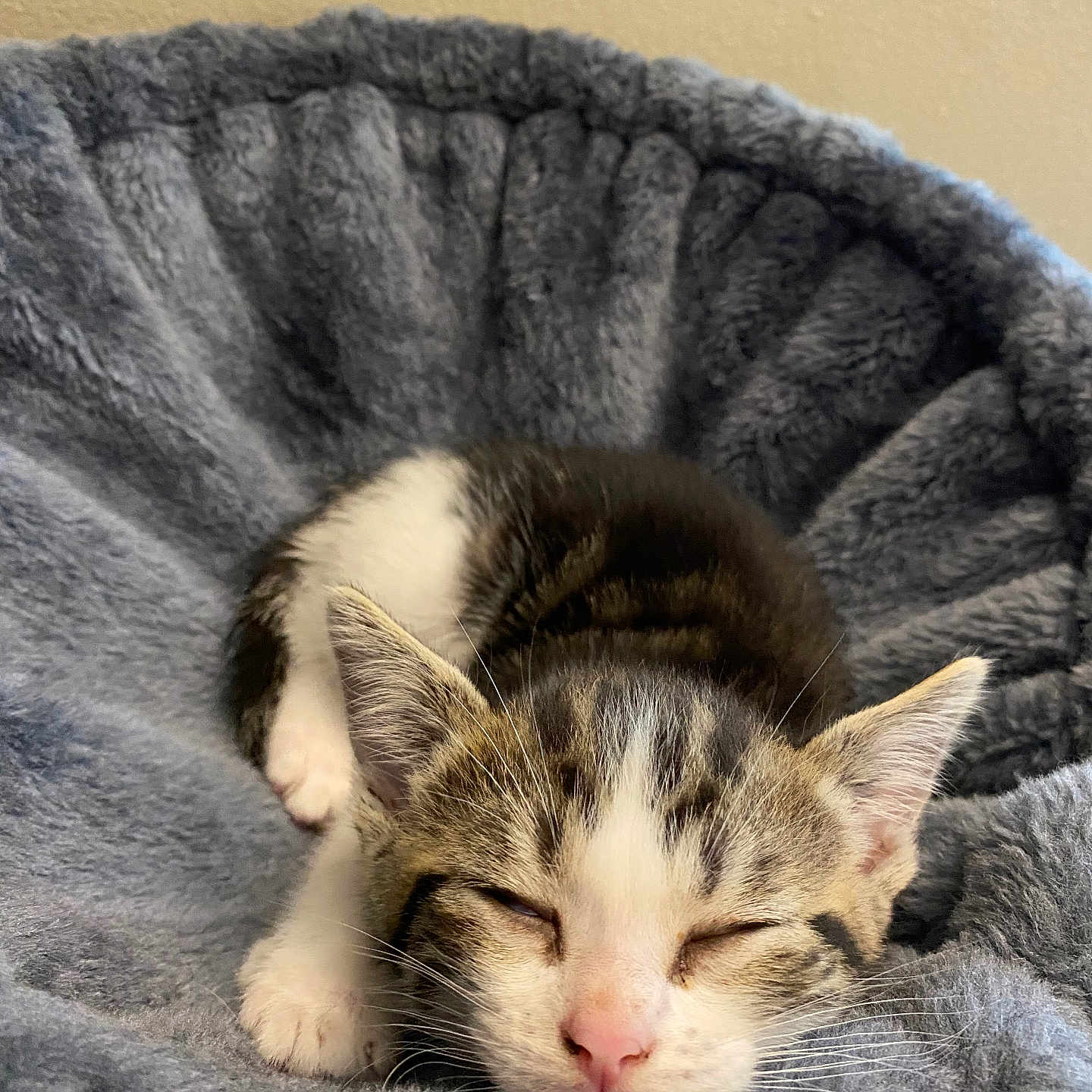 Sky is registered to the contest to win money with this photo: animal, cozy, cute, domestic_cat, face, fluffy, fur, gray, indoor, kitten, pet_bed, relaxed, resting, sleeping, small, soft, tabby, whiskers, white, young
