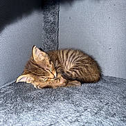 Buzz participe au concours pour gagner de l'argent avec cette photo : animal, cat, cozy, cute, fur, gray, indoor, kitten, nap, peaceful, pet, resting, sleeping, small, soft, striped, sunlight, tabby, texture, warm