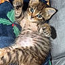 Buzz a rejoint le concours — aidez-le/la à gagner de superbes lots ! adorable, animal, baby, blanket, cat, cozy, cute, domestic, feline, fur, indoor, kitten, lying_down, paws, pet, playful, resting, striped, tabby, young
