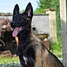 Praline a rejoint le concours — aidez-le/la à gagner de superbes lots ! australian_kelpie, belgian_shepherd, belgian_shepherd_malinois, canidae, carnivore, dog, dog_breed, dutch_shepherd_dog, east_european_shepherd, german_shepherd_dog, king_shepherd, kunming_wolfdog, mammal, old_german_shepherd_dog, police_dog, rare_breed_dog, shiloh_shepherd_dog, snout, vertebrate, working_dog