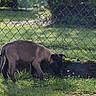 Praline a rejoint le concours — aidez-le/la à gagner de superbes lots ! carnivore, fawn, grass, pasture, plant, snout, tail, tapir, terrestrial_animal, vertebrate, wildlife, zoo