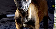 Praline participe au concours pour gagner de l'argent avec cette photo : canidae, carnivore, dog, dog_breed, mammal, puppy, rare_breed_dog, snout, sporting_group, street_dog, vertebrate, whiskers, wildlife