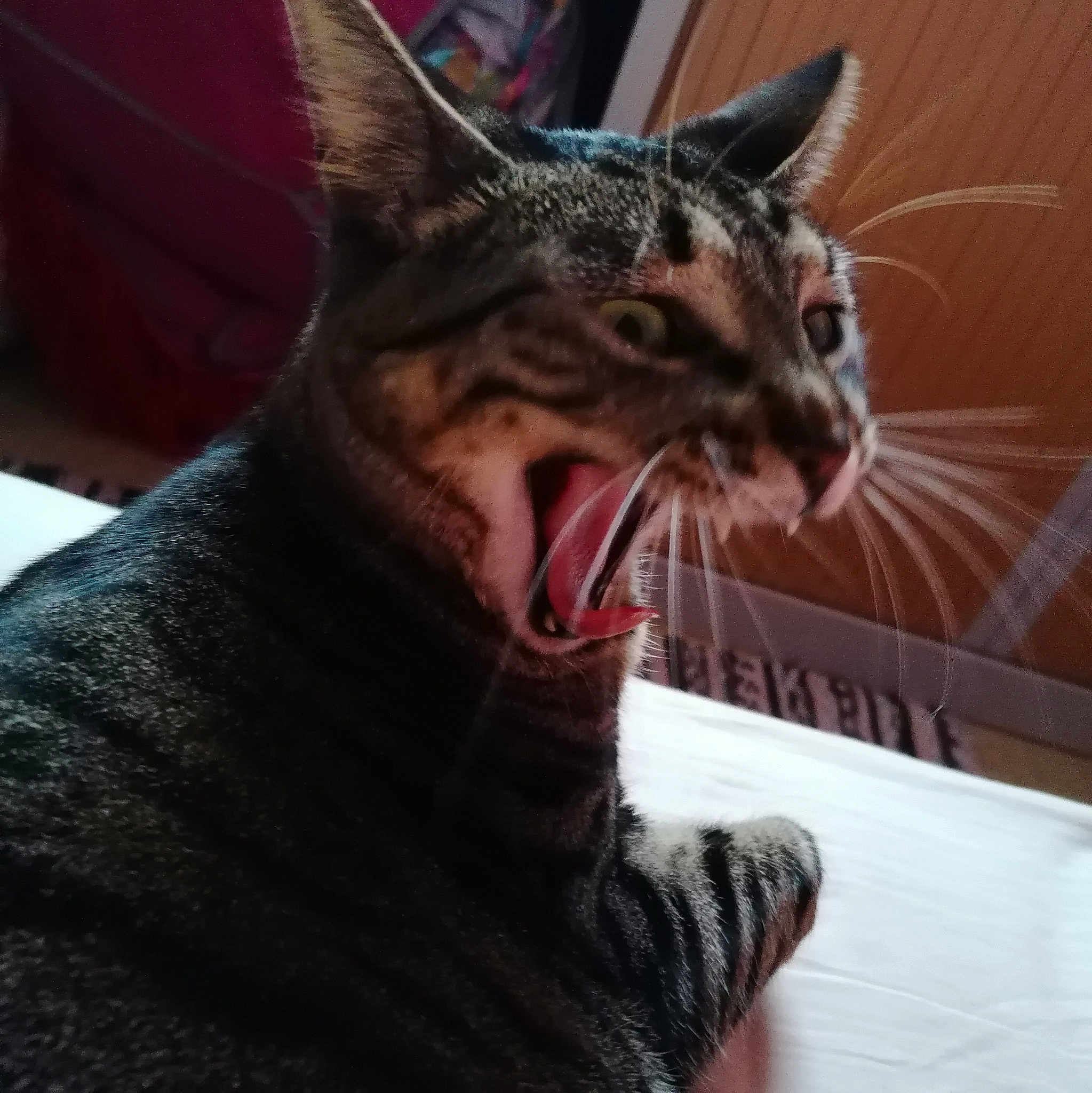 Kiki