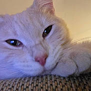 Leo is registered to the contest to win money with this photo: animal, cat, close_up, cozy, cute, ear, face, feline, fur, indoor, lying_down, nose, paw, pet, relaxed, resting, sleepy, soft_light, texture, whiskers