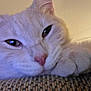 animal, cat, close_up, cozy, cute, ear, face, feline, fur, indoor, lying_down, nose, paw, pet, relaxed, resting, sleepy, soft_light, texture, whiskers