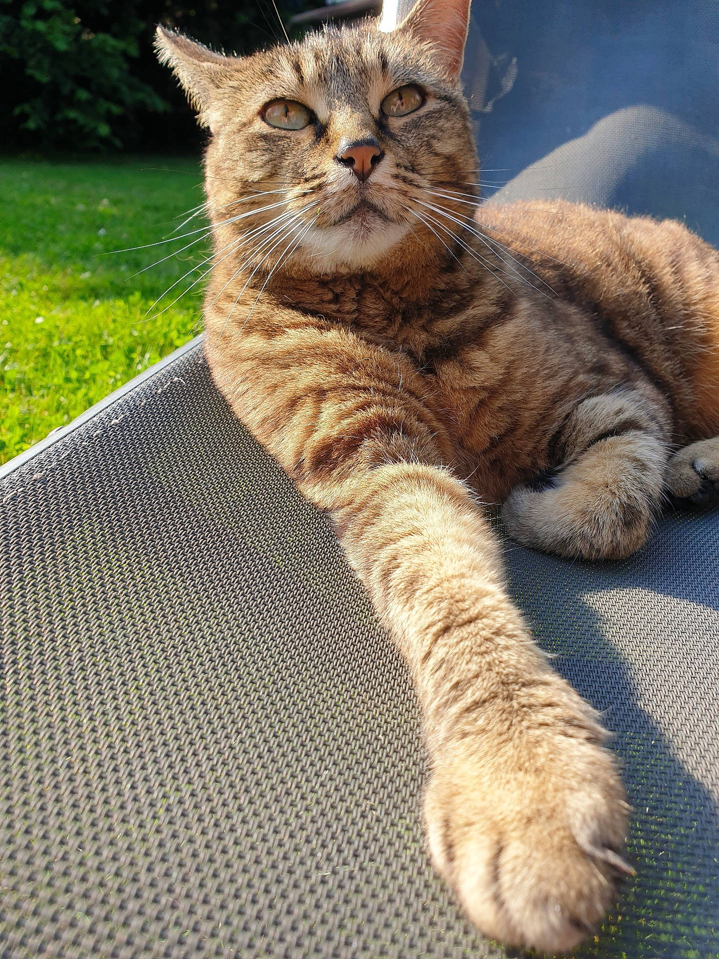 Féline a rejoint le concours — aidez-le/la à gagner de superbes lots ! animal, cat, chair, closeup, daylight, feline, fur, garden, grass, nature, outdoor, paw, pet, portrait, relaxing, stretching, sunlight, tabby, texture, whiskers