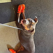 Mr Beans is registered to the contest to win money with this photo: dog, pet, orange_booties, floor, mat, leash, canine, indoor, happy, looking_up, paws, playful, animal, domestic, resting, wearing, footwear, cute, expression, companionship