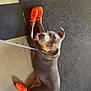 dog, pet, orange_booties, floor, mat, leash, canine, indoor, happy, looking_up, paws, playful, animal, domestic, resting, wearing, footwear, cute, expression, companionship