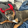 Mr Beans is registered to the contest to win money with this photo: animal, bed, blanket, brown_dog, canine, collar, comfort, curious, cute, devil_horns, dog, fur, indoor, lying_down, mischievous, pet, pillow, playful, red_headband, resting