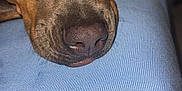 Mr Beans is registered to the contest to win money with this photo: animal, black, blue_surface, brown, canine, close_up, companion, cute, dog, eyes, fur, indoors, nostrils, paw, pet, portrait, relaxed, resting, snout, texture