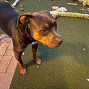Mr Beans is registered to the contest to win money with this photo: animal, background, brown_dog, canine, carpet, chewed_toy, closeup, daylight, dog, ears, floor, green_surface, legs, looking_away, outdoor, pavement, pet, play, snout, toy