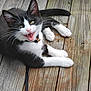 Myrrh is registered to the contest to win money with this photo: kitten, cat, black_and_white, pet, animal, wooden_deck, collar, bell, paw, fur, whiskers, outdoor, playful, cute, lying_down, young, small, muzzle, tail, closeup