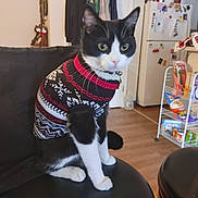 Myrrh joined the competition — help win amazing prizes! cat, black_and_white, sweater, indoor, stool, kitchen, refrigerator, magnet, note, floor, furniture, pet, domestic_animal, cozy, home, sitting, curious, animal, feline, clothing