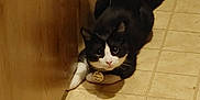 Myrrh is registered to the contest to win money with this photo: cat, black_and_white, floor, tile, cabinet, indoor, pet, animal, curious, crouching, domestic, feline, whiskers, tail, paws, collar, tag, home, looking_up, curiosity