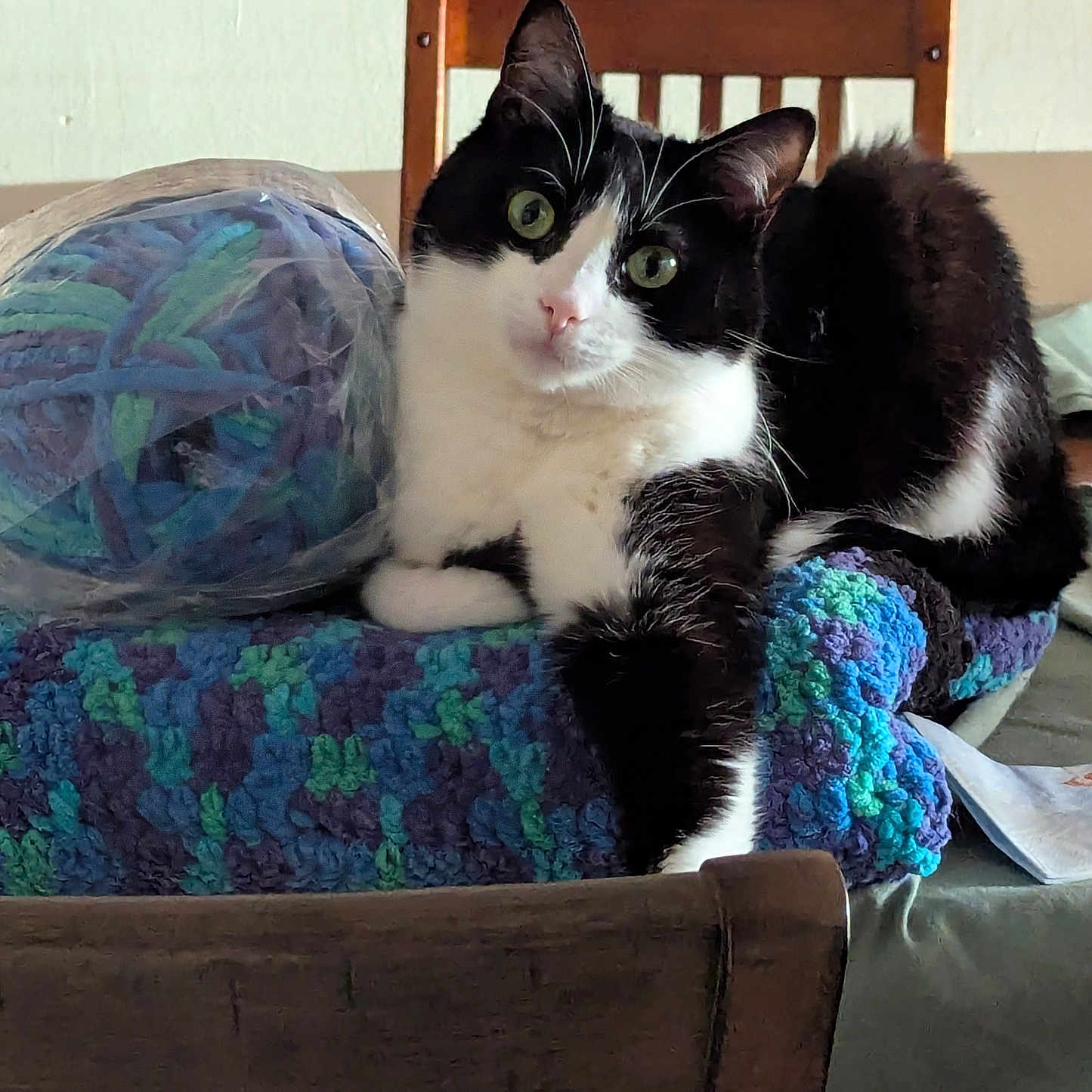 Myrrh is registered to the contest to win money with this photo: black_and_white, cat, close_up, cozy, crafts, crocheted_blanket, curious, domestic_animal, feline, fur, green_eyes, home_interior, indoor, knitting, pet, relaxed, seated, table, wooden_chair, yarn