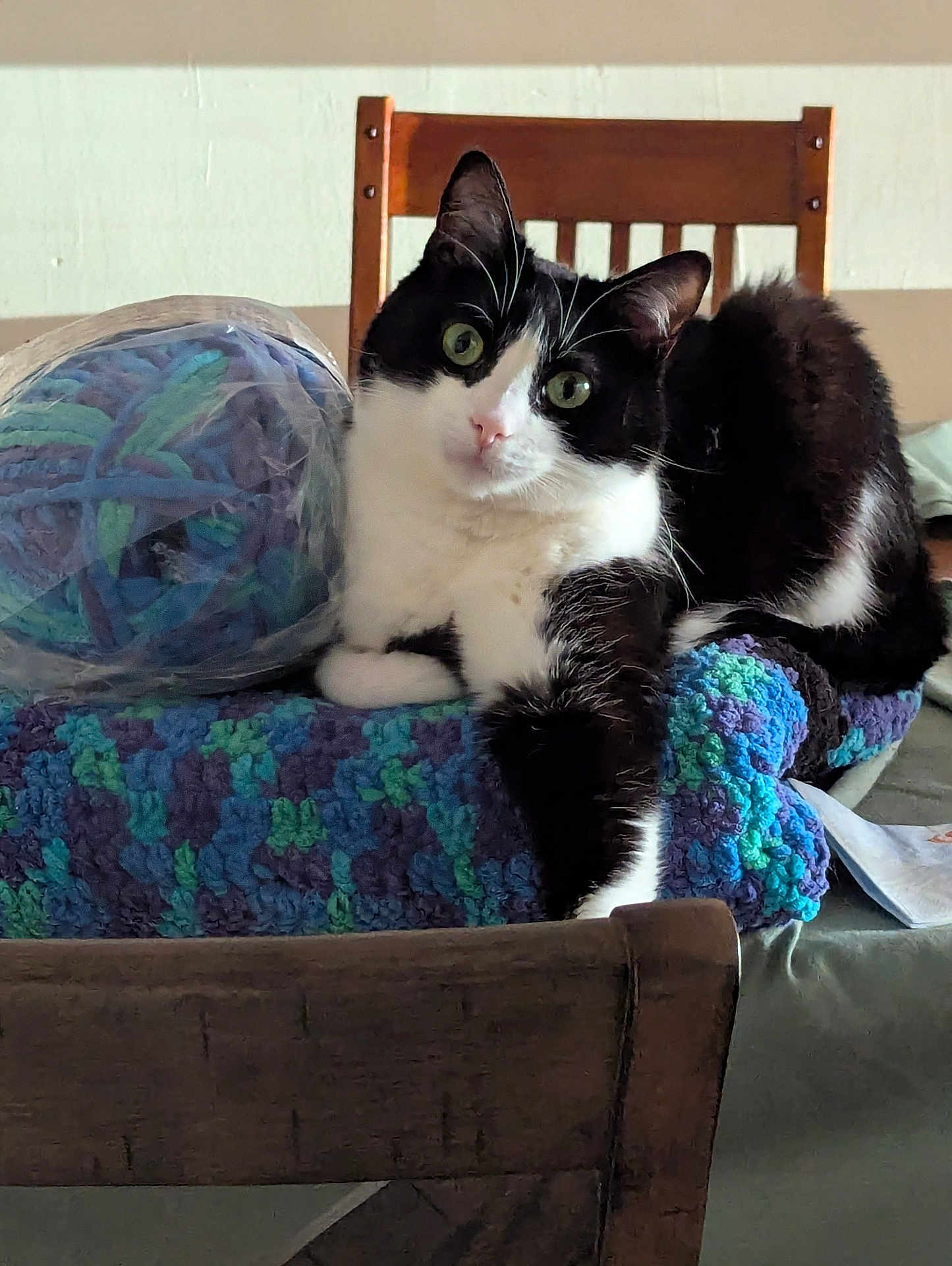 Myrrh is registered to the contest to win money with this photo: cat, black_and_white, yarn, crocheted_blanket, wooden_chair, indoor, pet, feline, knitting, crafts, cozy, curious, relaxed, table, home_interior, green_eyes, fur, domestic_animal, seated, close_up