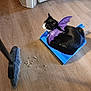 Myrrh is registered to the contest to win money with this photo: cat, black_and_white, purple_bat_wings, dustpan, broom, wooden_floor, indoor, pet, animal, costume, spilled_debris, relaxing, cute, household, cleaning_tools, flooring, domestic, feline, resting, accessory